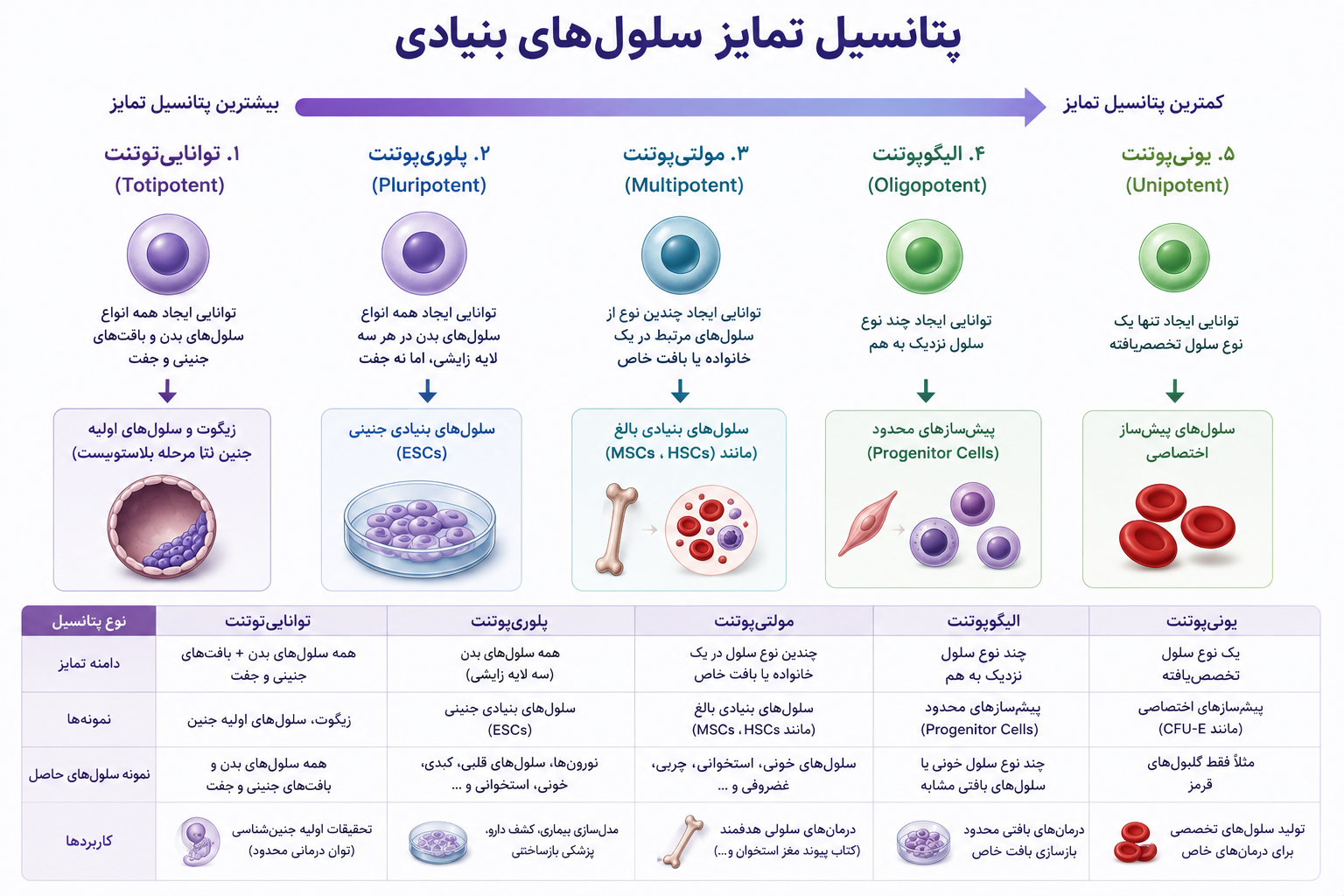 انواع سلولی 